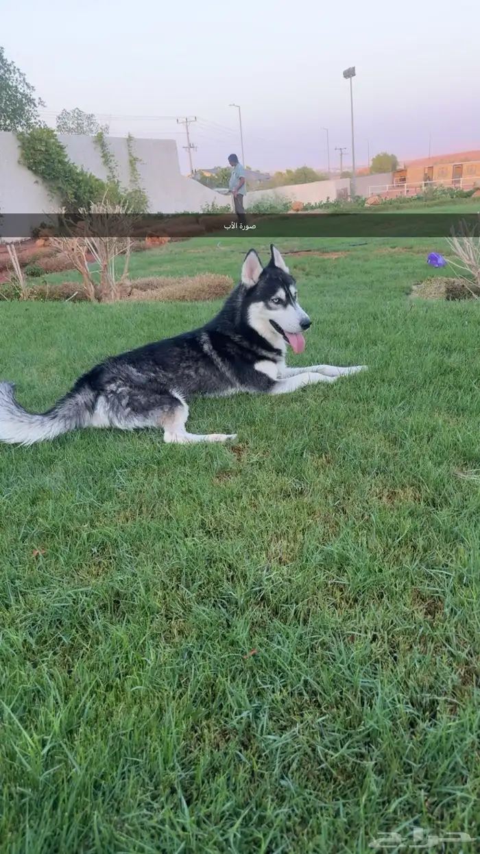 عدد (2) كلاب حراوه هاسكي ذكور العمر أسبوعين للبيع 7