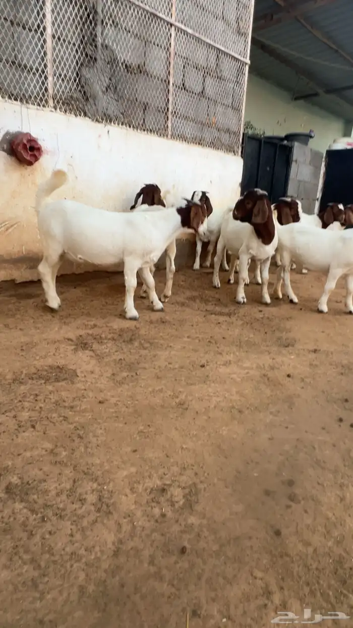 بورقوت 7