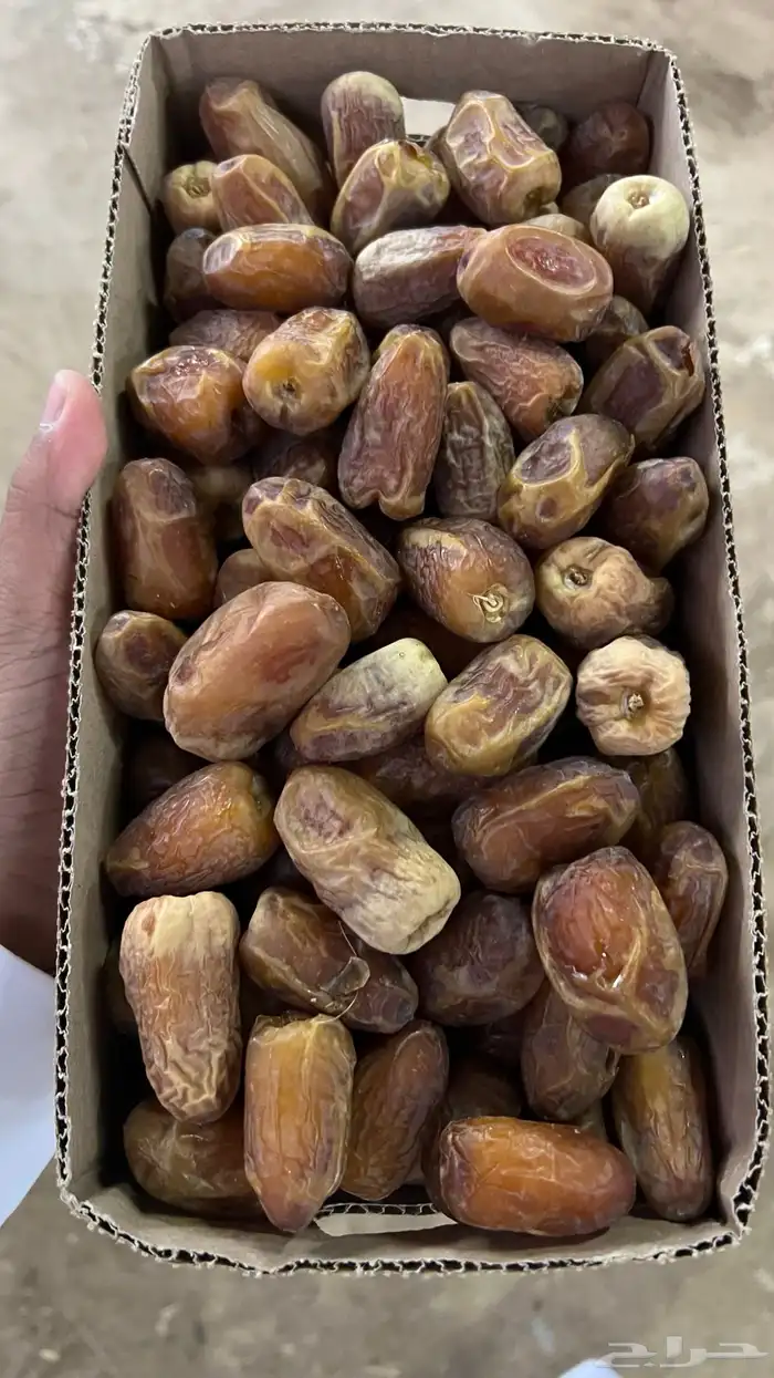 جميع انواع تمر نجران. 13
