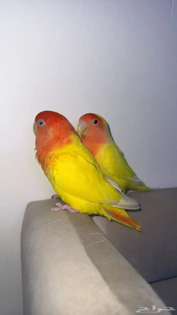 جوز روز 2