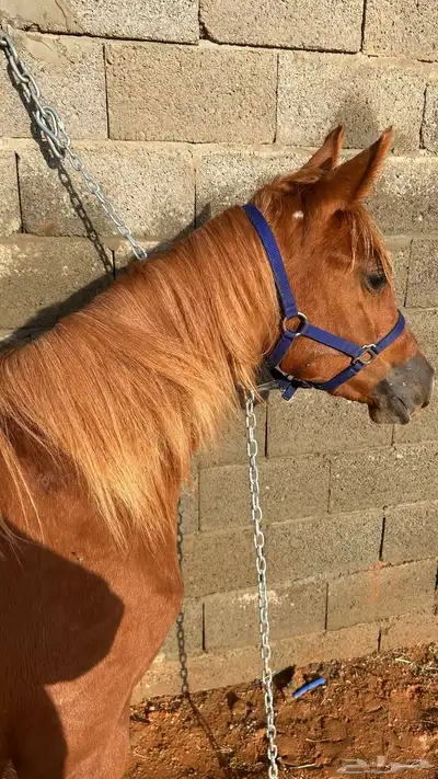 مهره شعبيه شقراء فاخره index