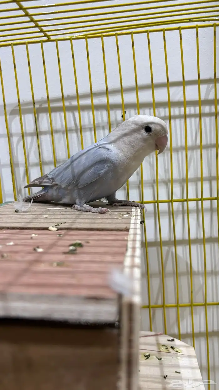 زوج روز منتج. 2