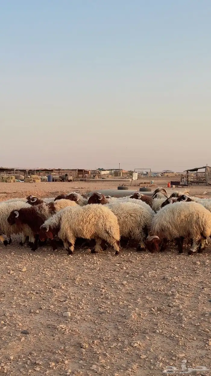 ذبائح للبيع يوجد تمارا وتابي ( بريدة) 6