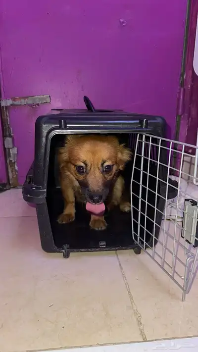 المعبوج index