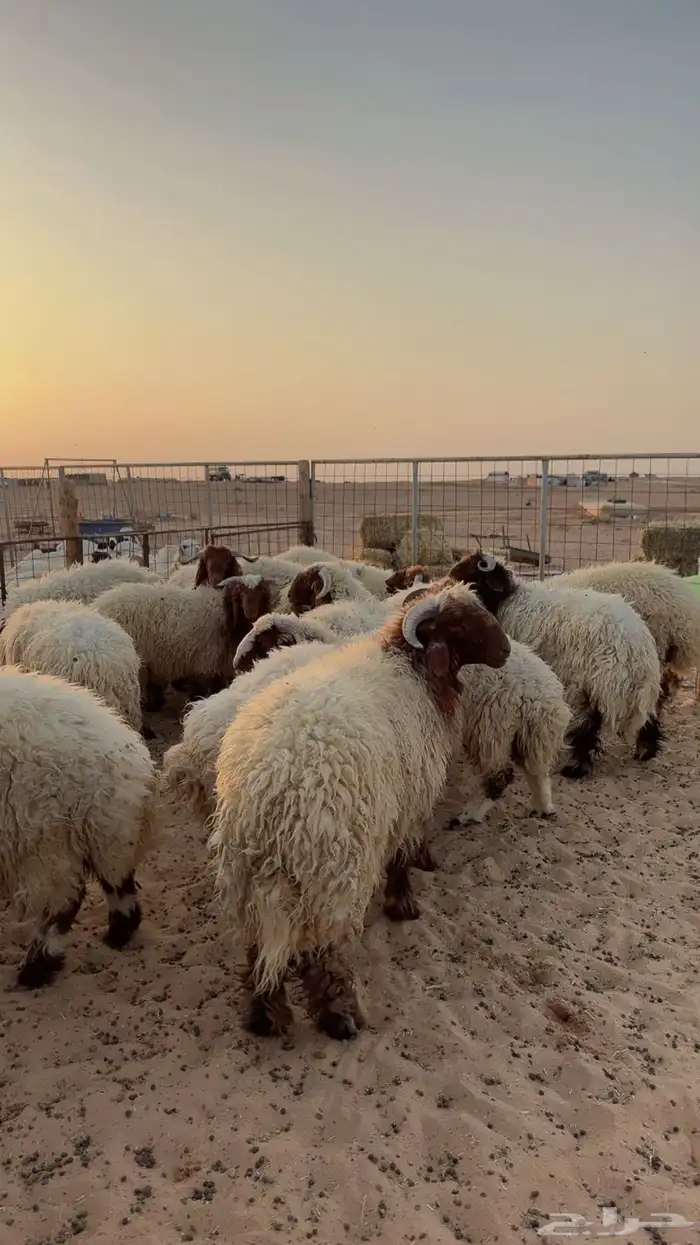 ذبائح للبيع يوجد تمارا وتابي ( بريدة) 0