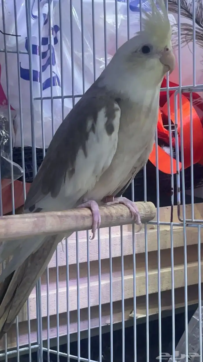 اربع اناثي كروان للبيع 4