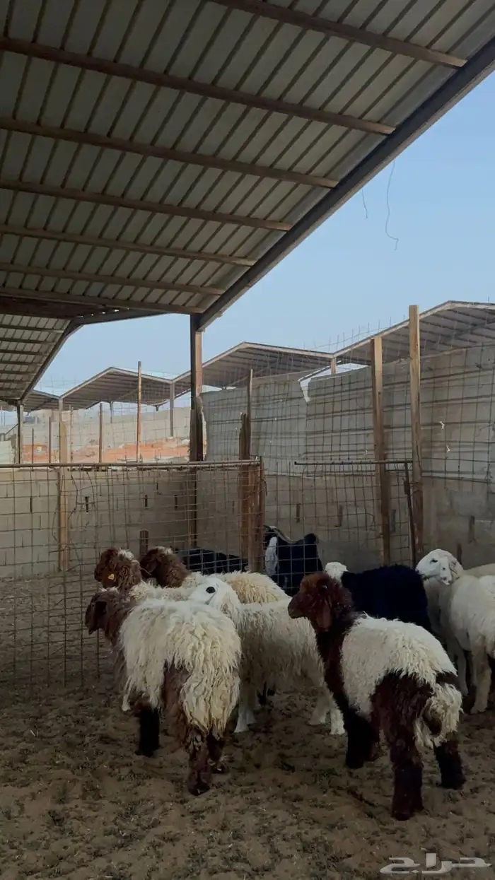 رخال للبيع 3