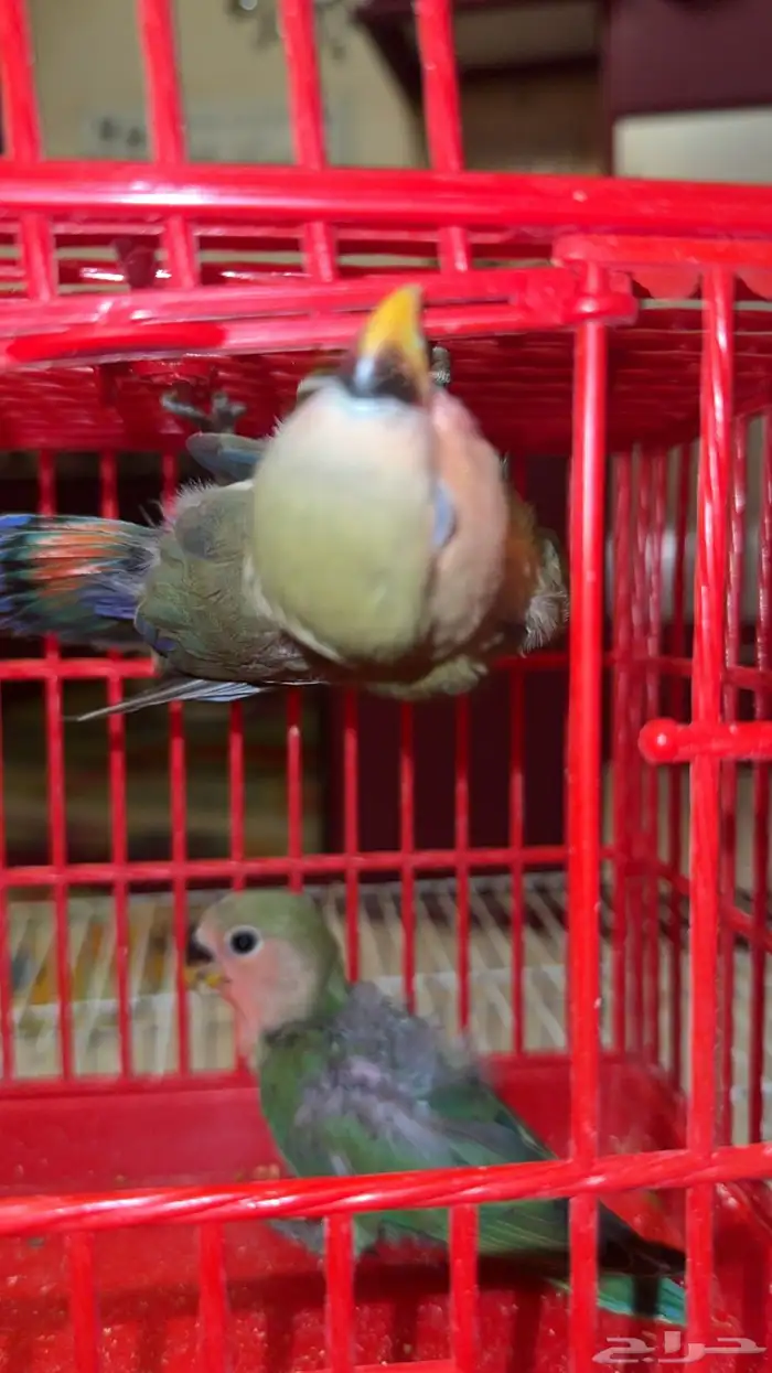 فرخ كراون فرخين روز 4