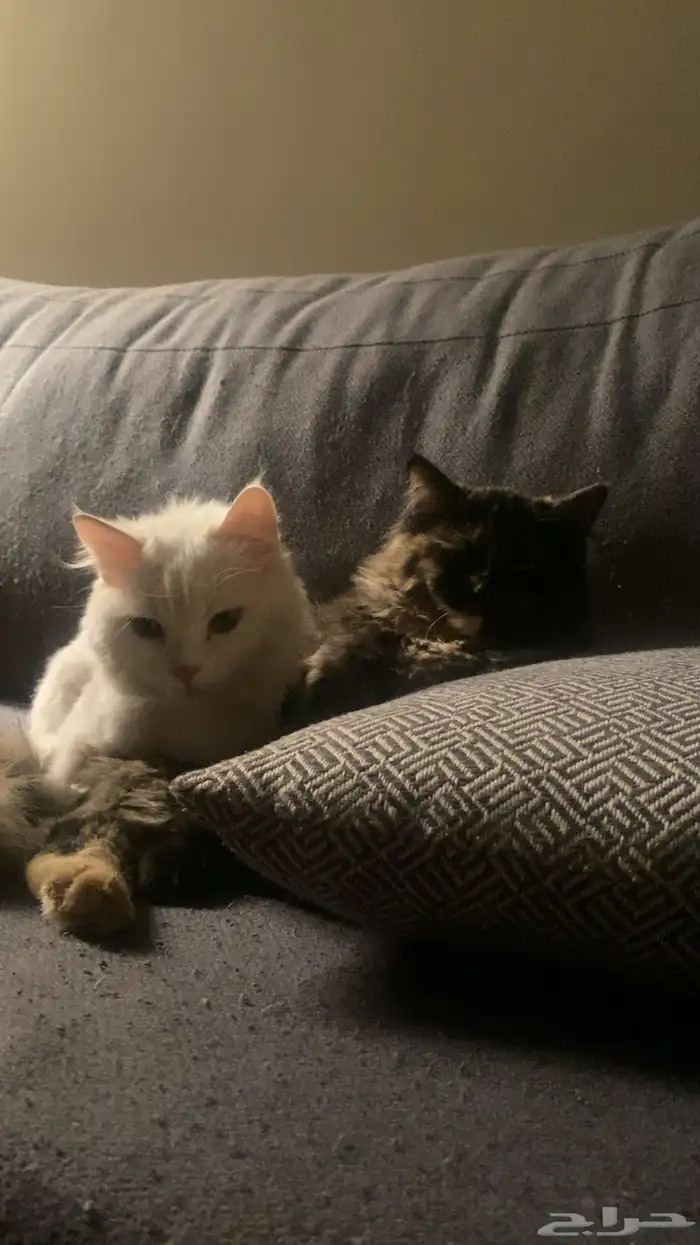 قطتين اناث سليمتين من الامراض للتبني في ابها او ماجاورها 0