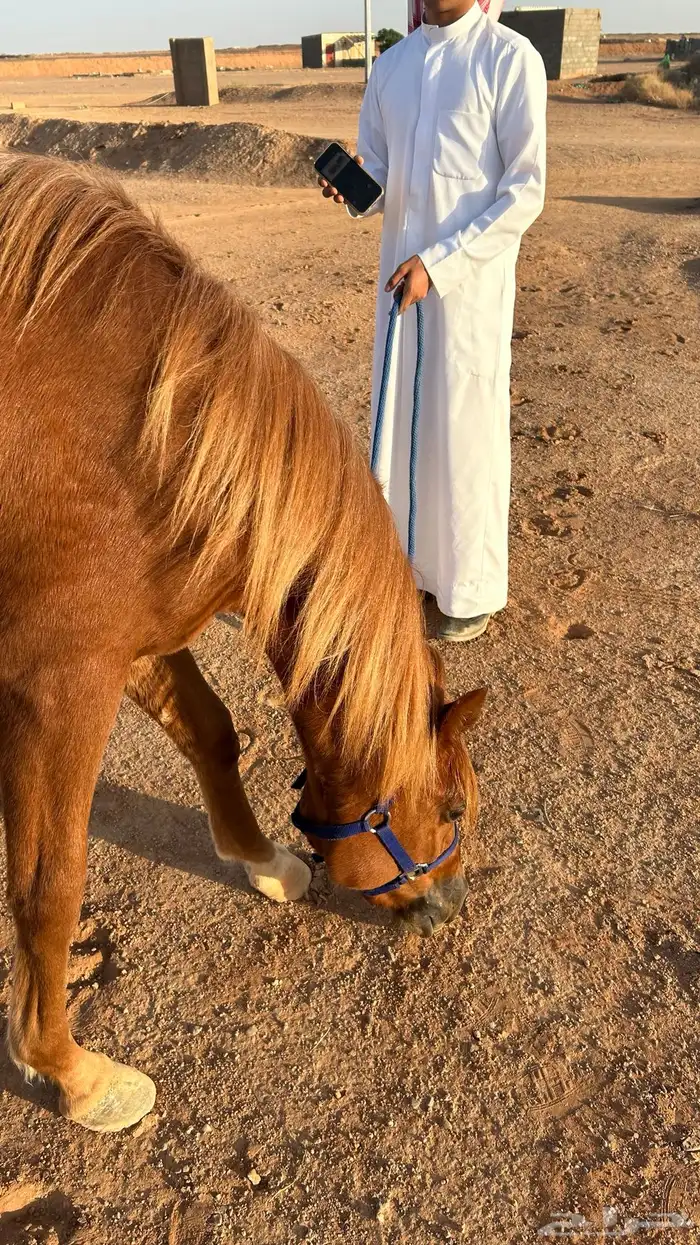 مهره شعبيه شقراء فاخره 1