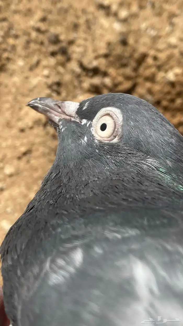 حمام بكستاني رام بوري بيور 2