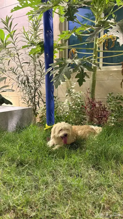 للبيع كلب مالتيز عمره سنه index