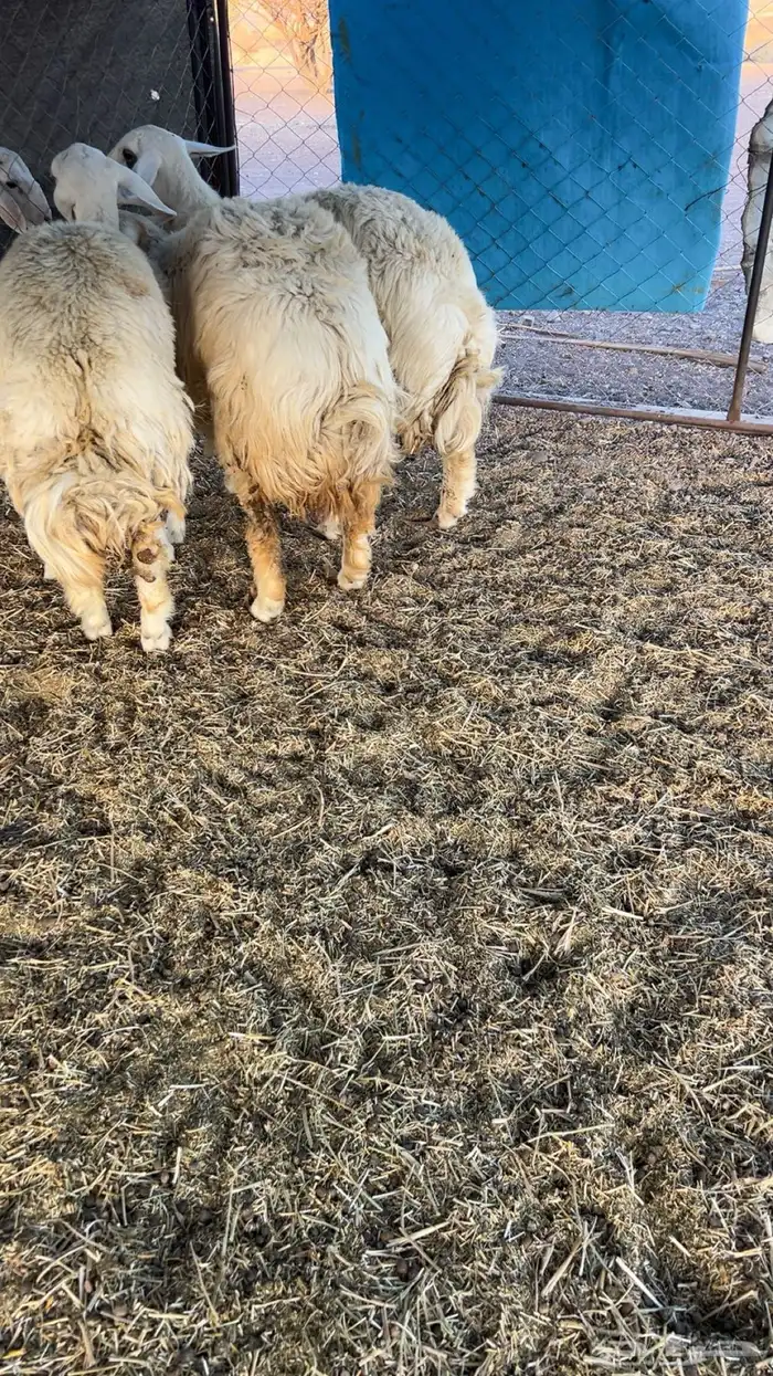 رخال شحم فل الفل 3