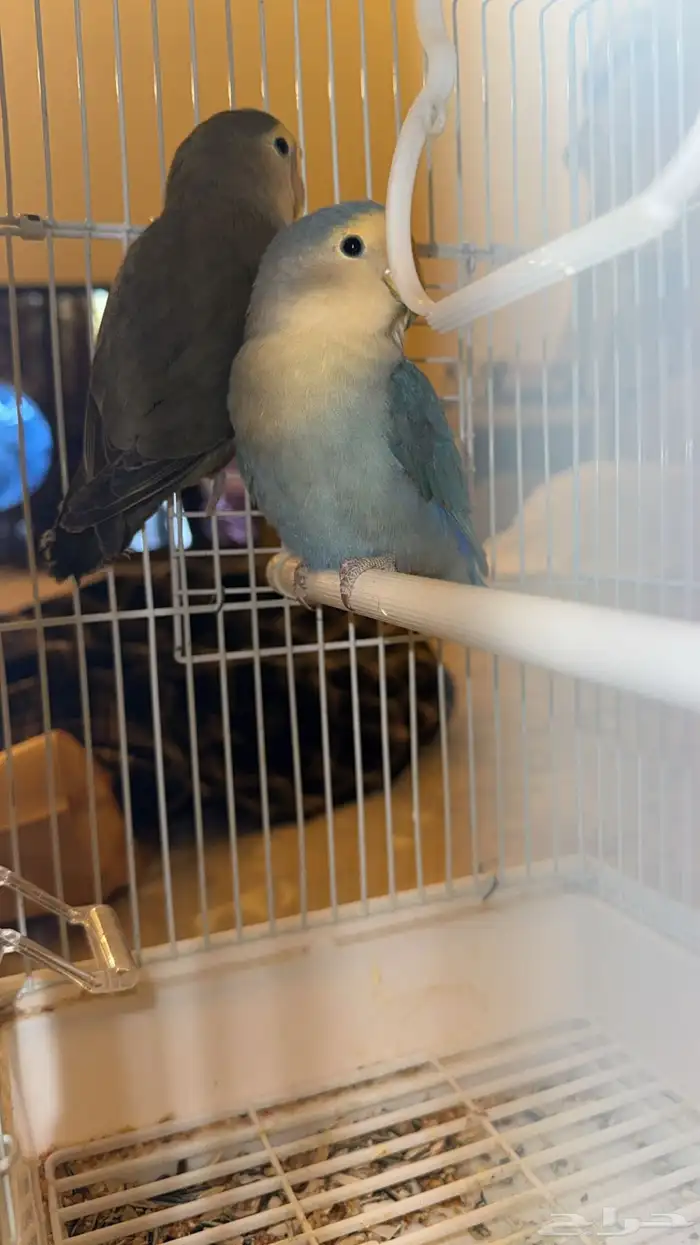 زوج طيور ببغاء روز 4