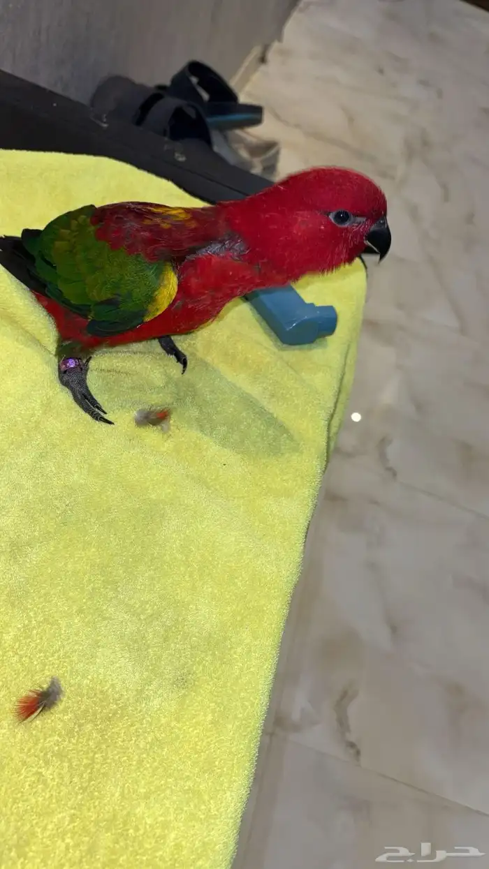 فاخر من الاخرشاترنج نهاية غر الحجم سوبر سوبر جامبو محلي 6