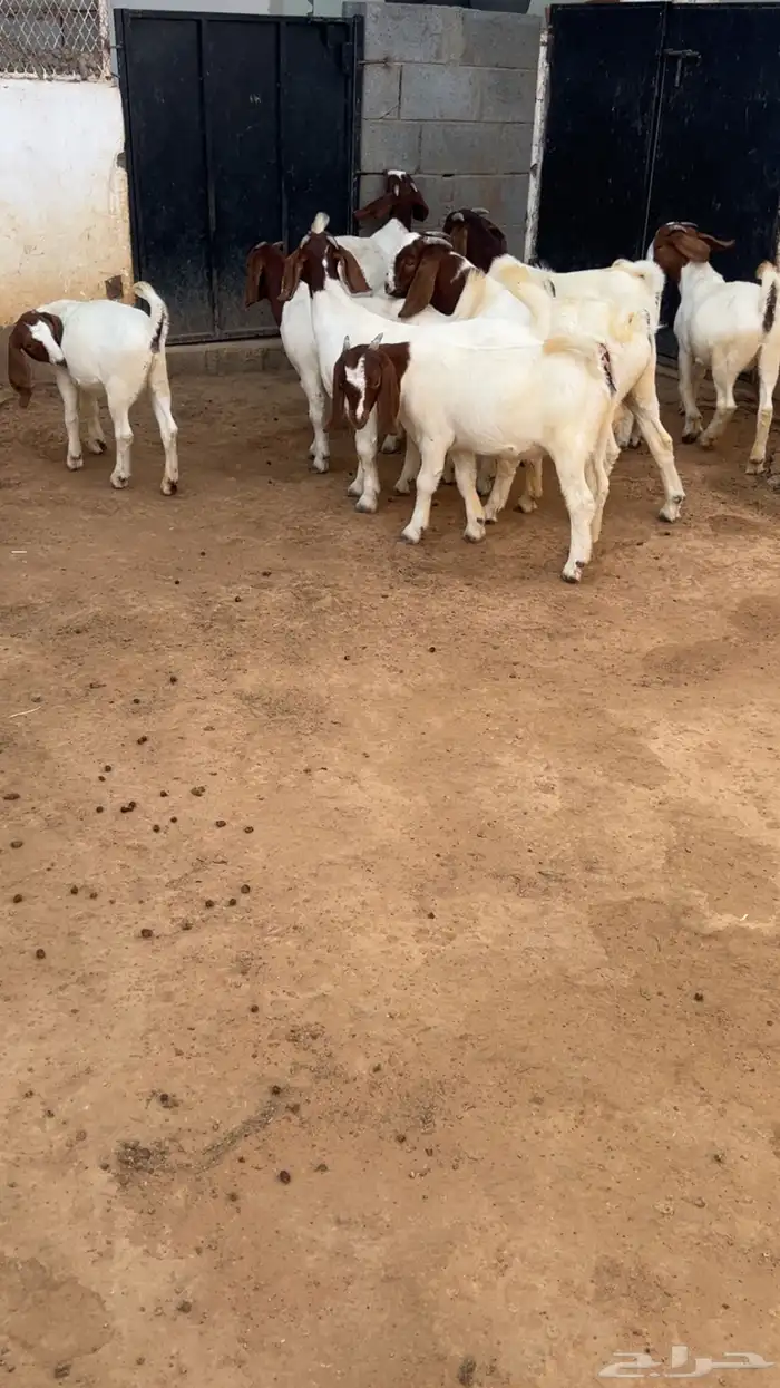 بورقوت 9