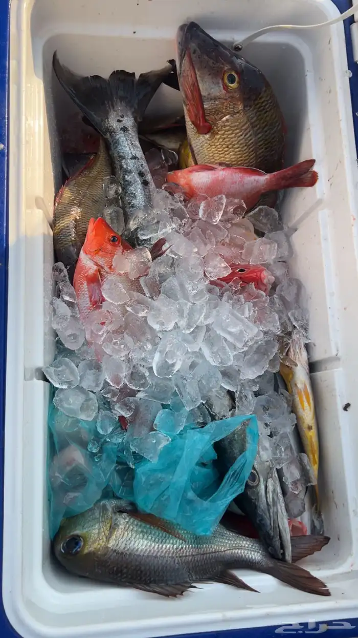 رحلات صيد بحرية في مرسى البضيع   جنوب جدة 0