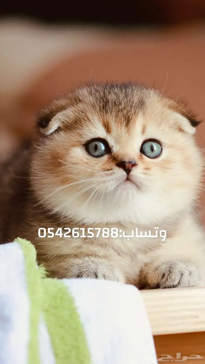 كتن سكوتش شامل تطعيمه و مستلزماته و توصيل مجاني 5