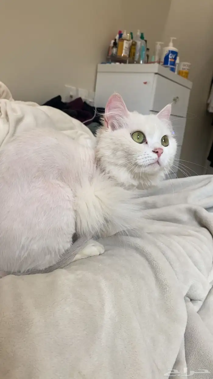 قطتين اناث سليمتين من الامراض للتبني في ابها او ماجاورها 6