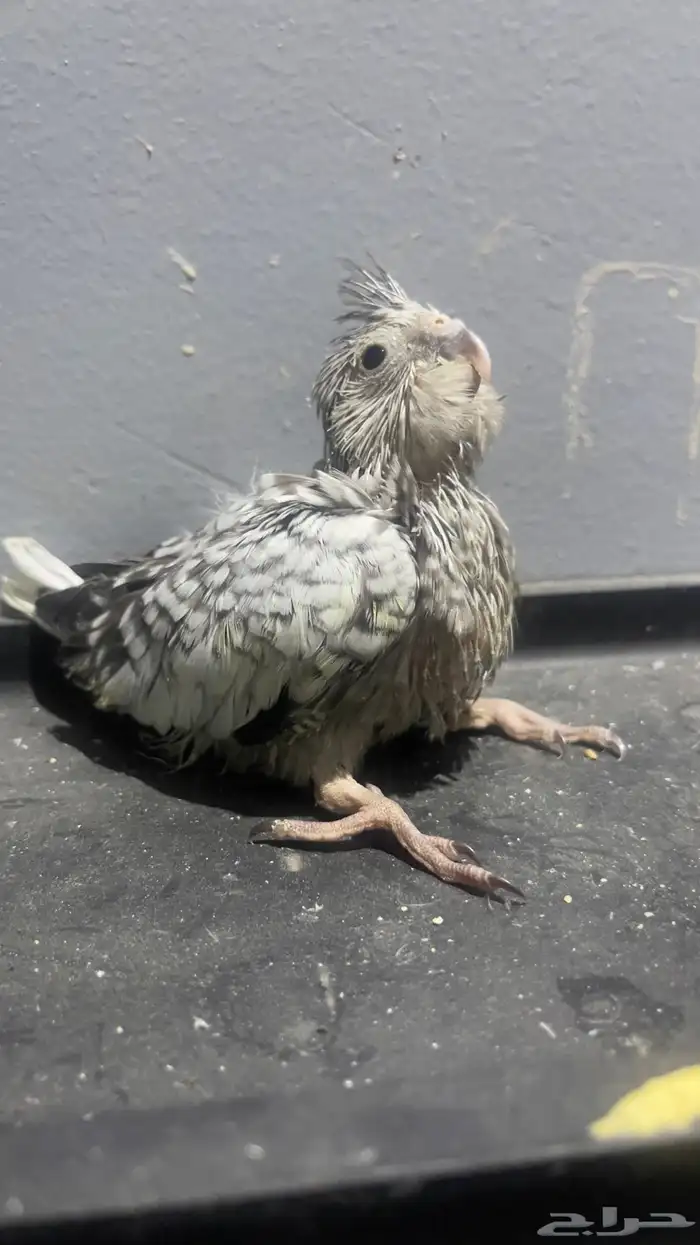 فروخ كروان منوعه 3