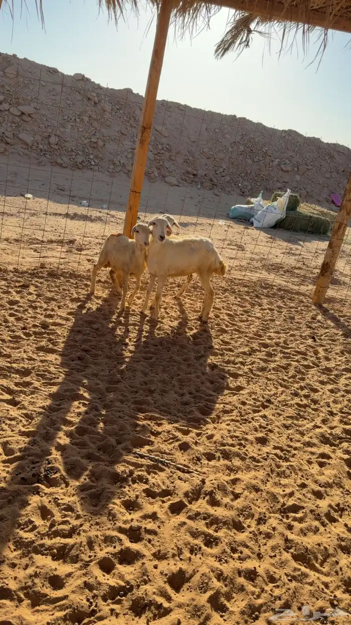 للبيع ثلاث رخال العمر من 4 الى 5 شهور تم البيع 2