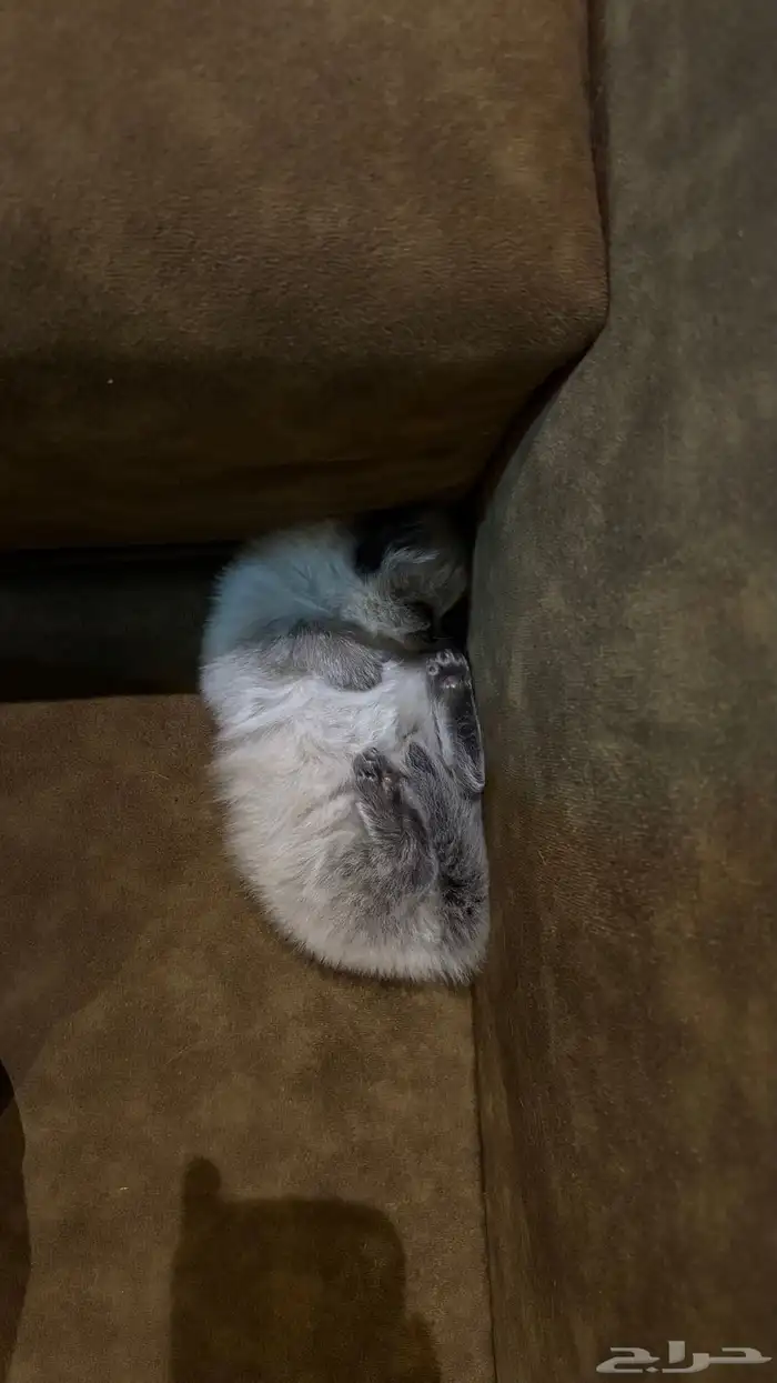 هجين سكوتش وهملايا 6