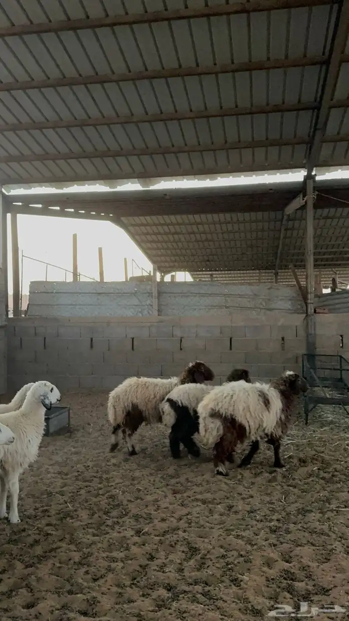 رخال للبيع 6