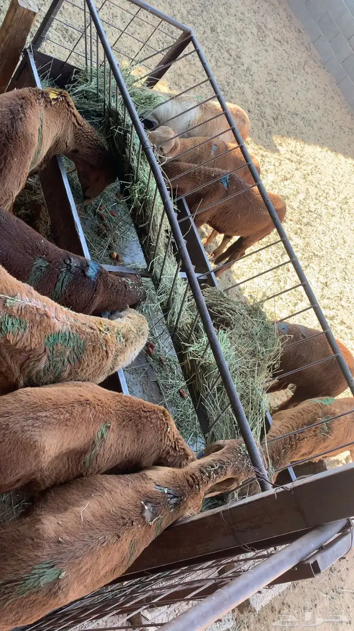 سواكل الجله غرب الرياض 2