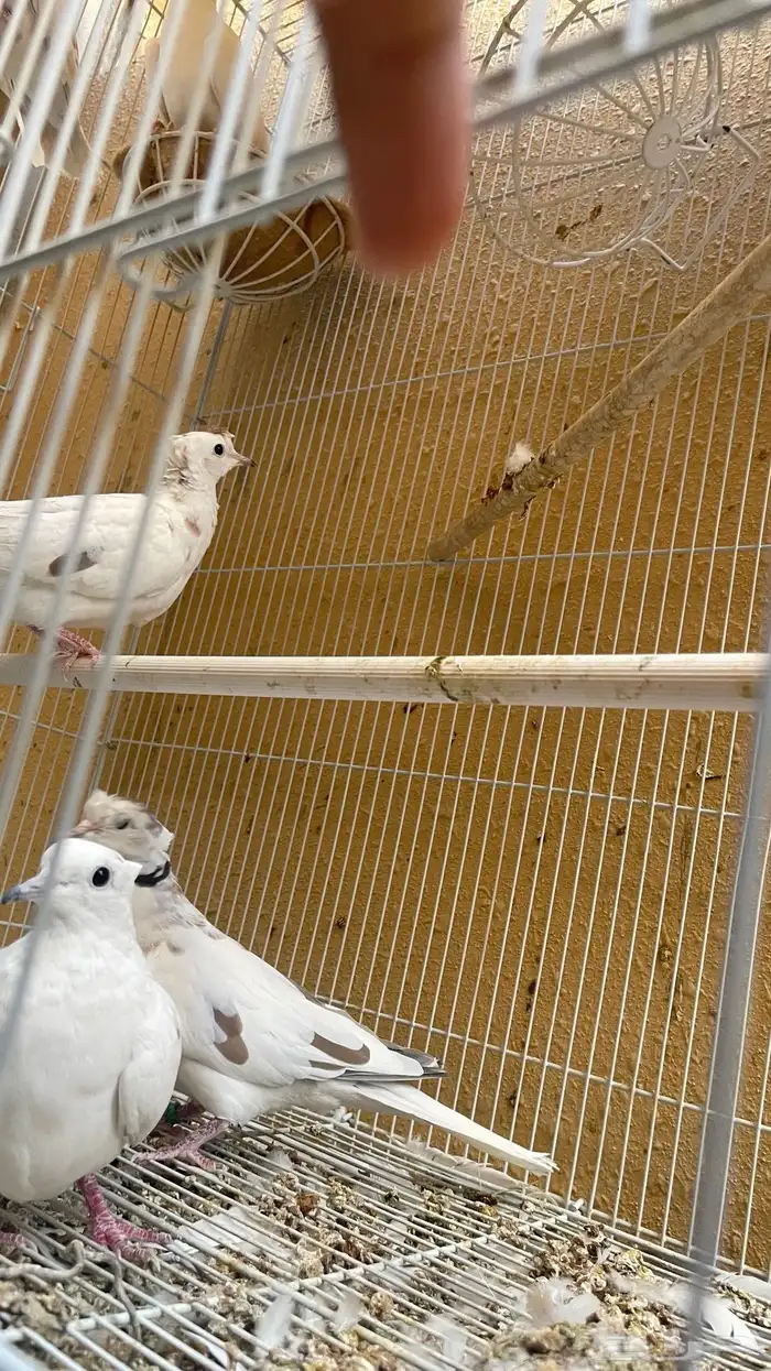 يمام هولندي بوران ذهبي 8