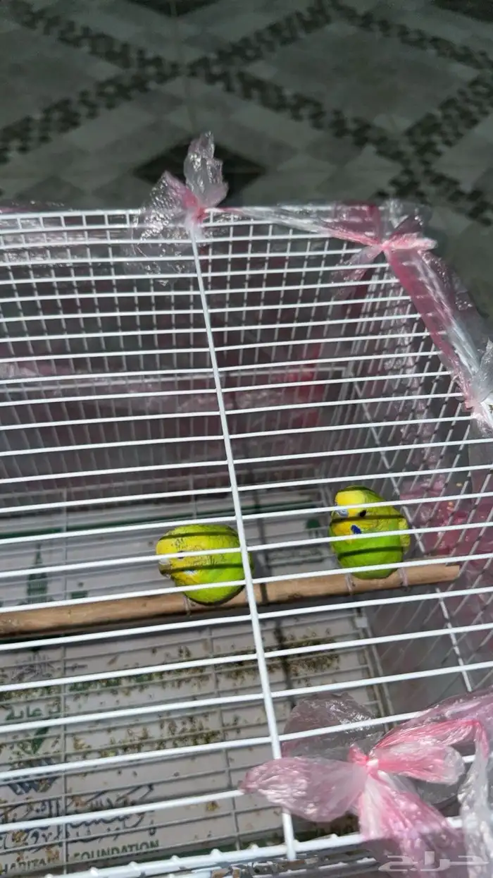 طيور الحب للبيع على السوم 0