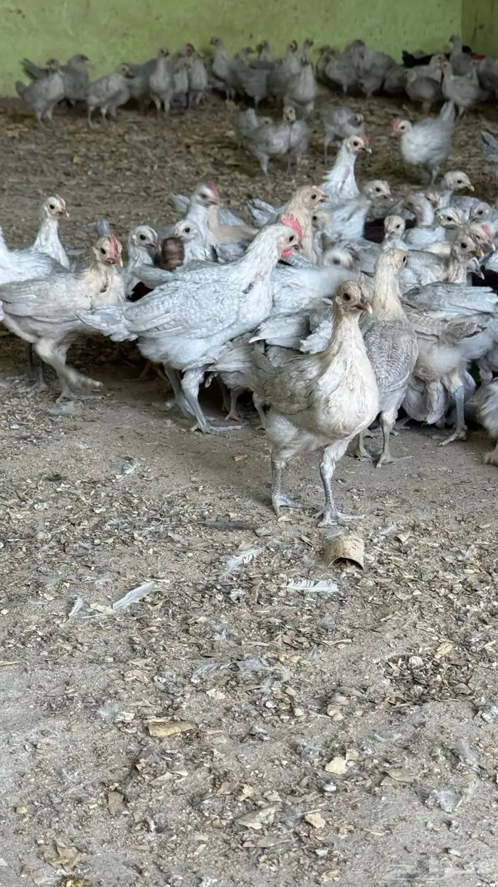 صوص فراريج دجاج فيومي 1
