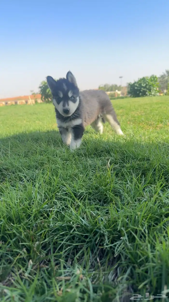 عدد (2) كلاب حراوه هاسكي ذكور العمر أسبوعين للبيع 0