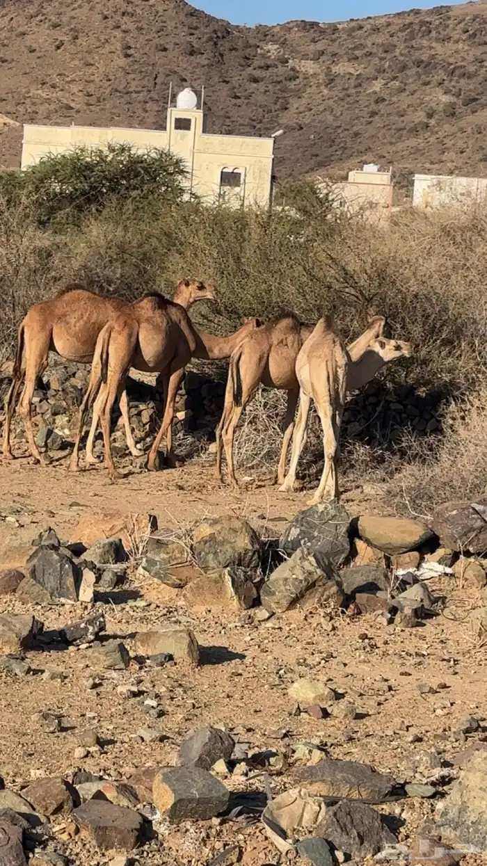 قعدان على الشرط نظافه وفل شحم 1