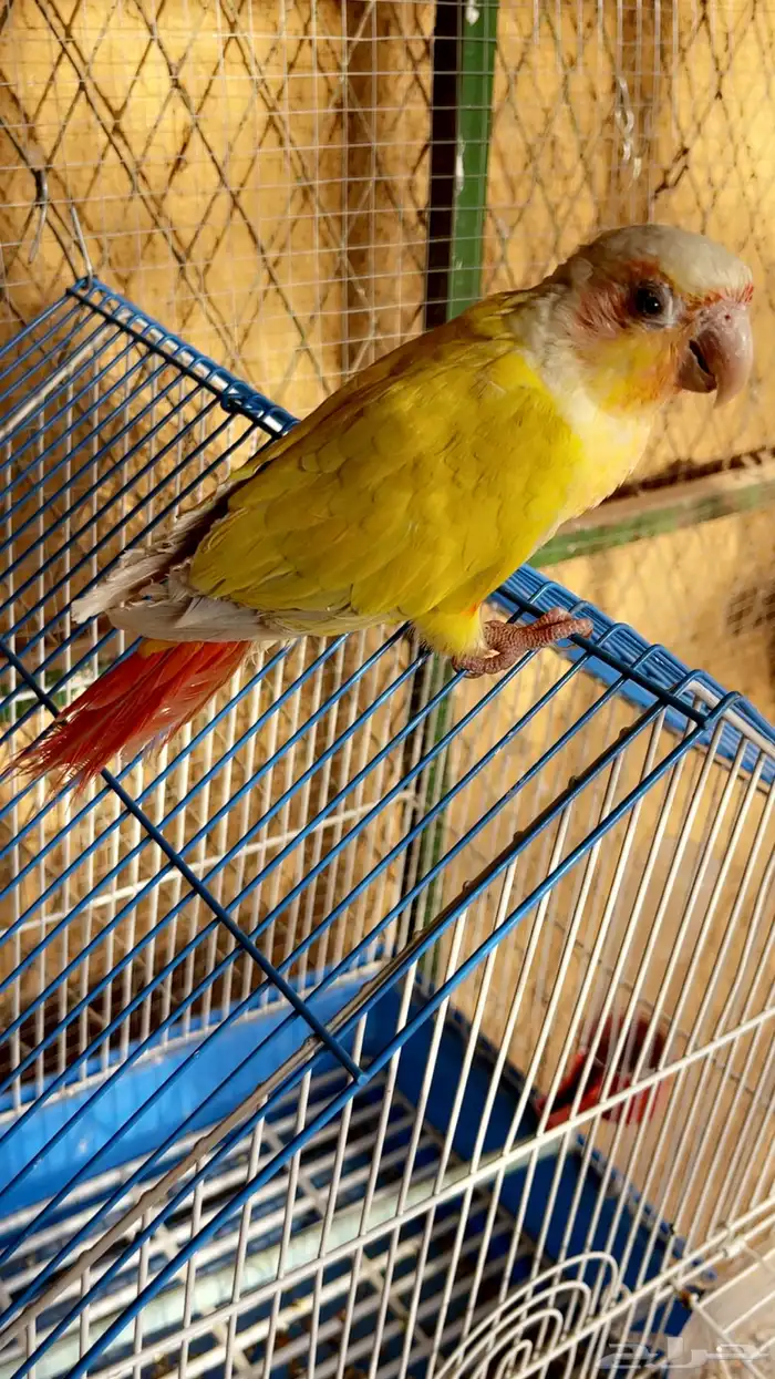 كنيور اليف 5