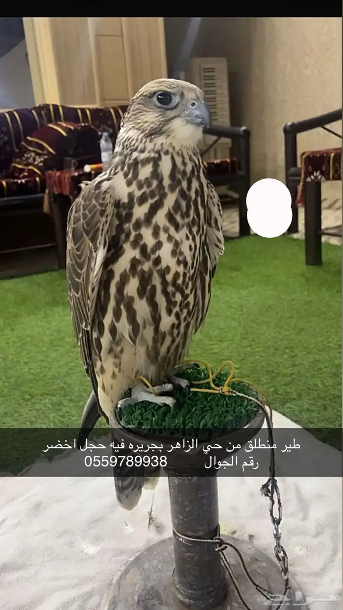 طير ضايع امس من الحي الزاهر 0