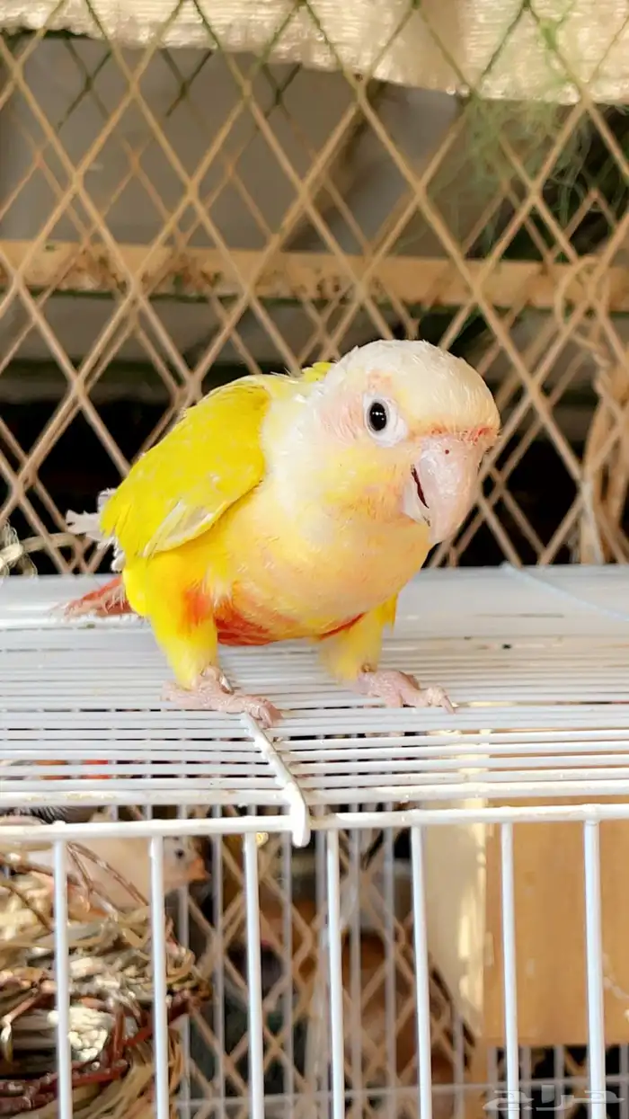 كنيور اليف 0