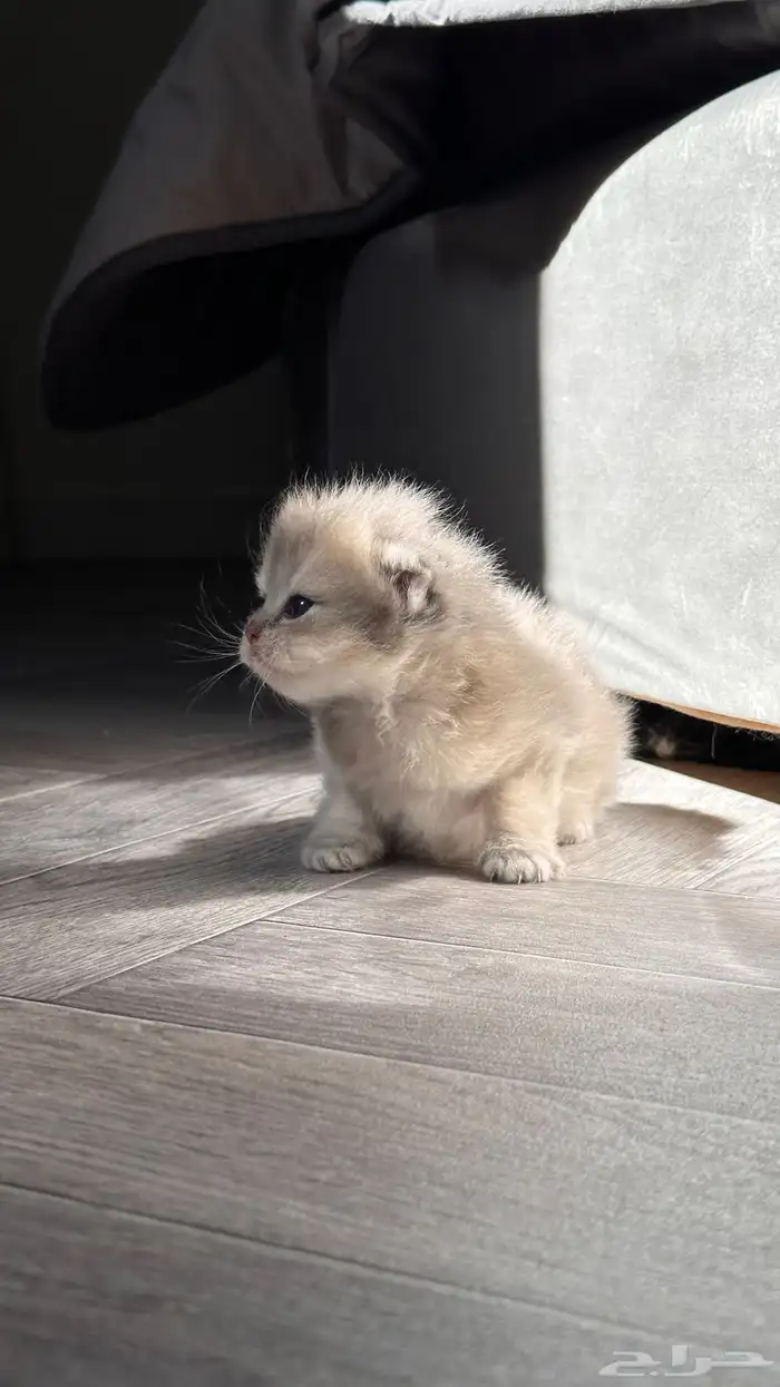 انتاج سكوتش مستوى قوي 5