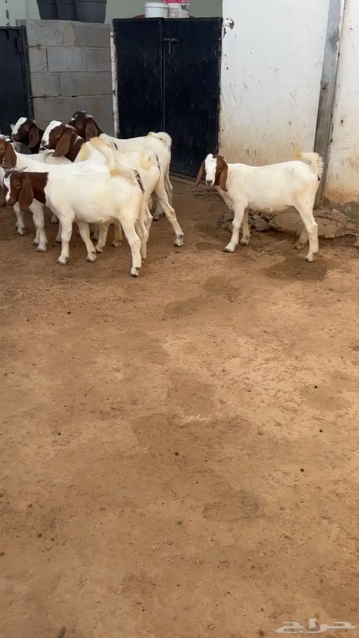 بورقوت 8