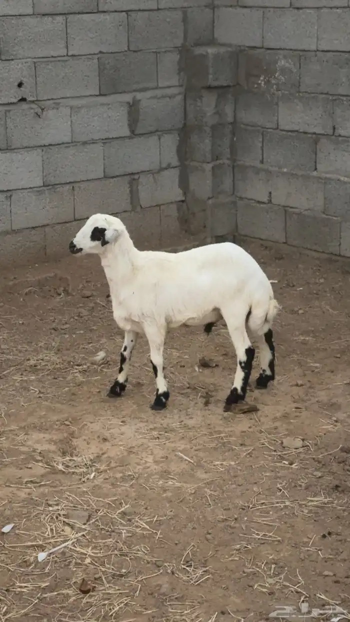 طلي ذبيحه حري (تم البيع ) 0