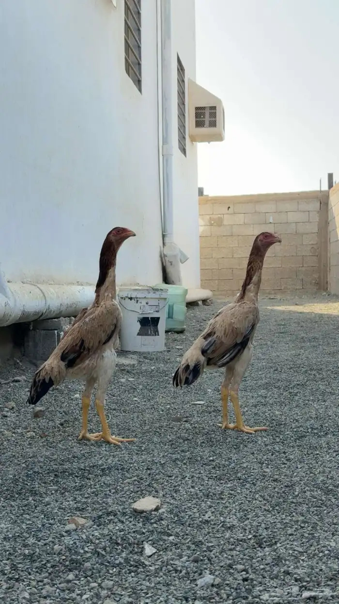 طقم شامو ياباني 1