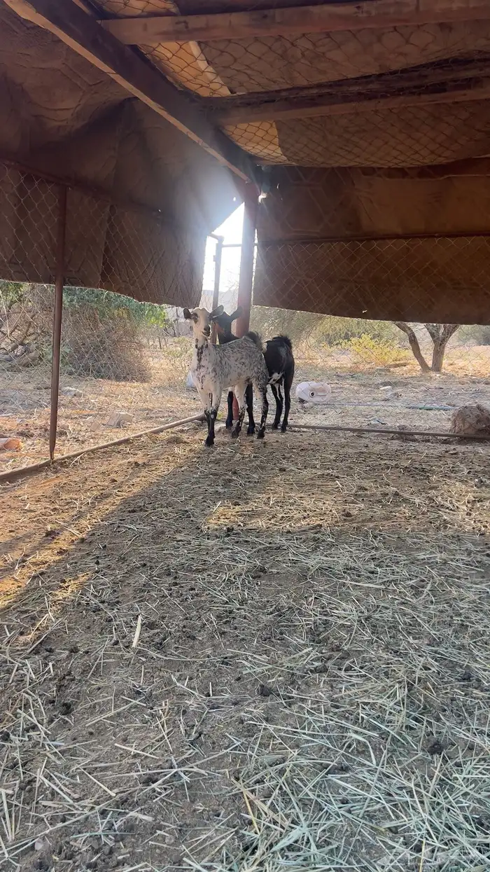 عنيق فل شحم للبيع 0