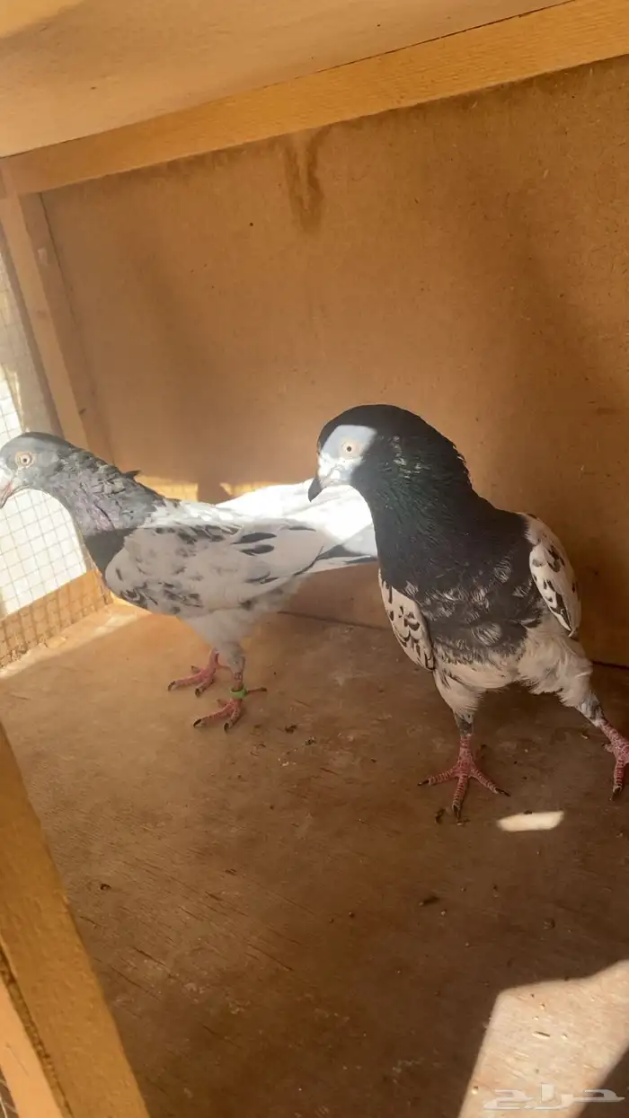 حمام باكستانيات 0