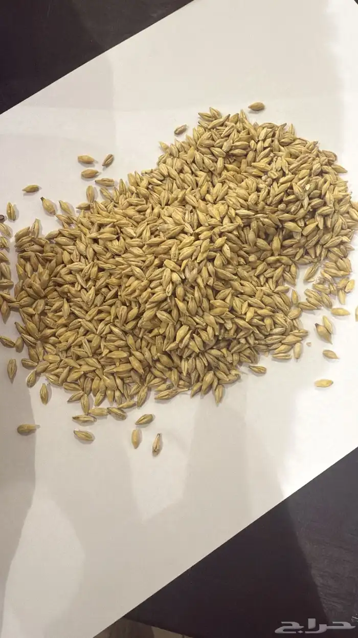 شعير أمريكي سداسي 0
