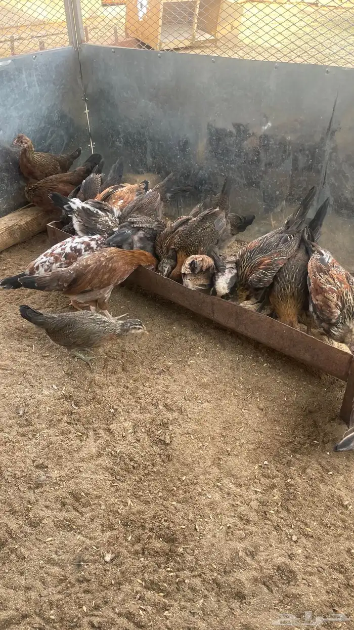 فروخ دجاج عربي فري 0