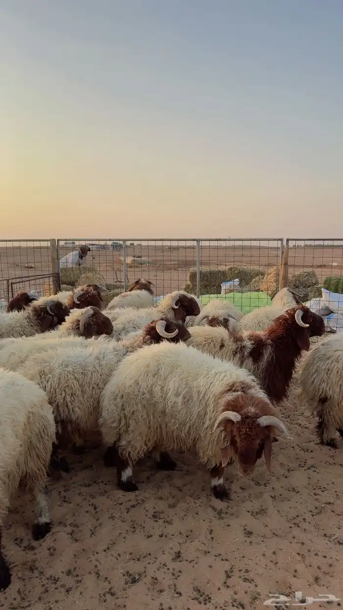 ذبائح للبيع يوجد تمارا وتابي ( بريدة) 1