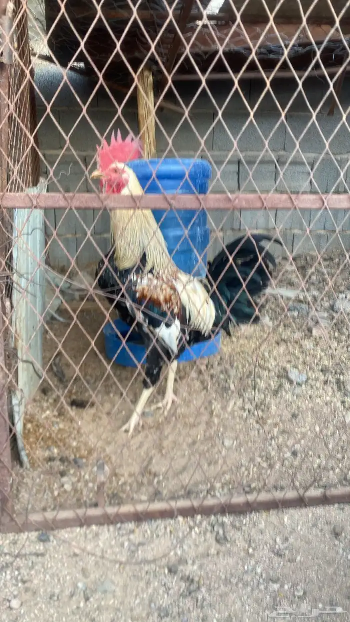 للبيع ديك شوكي اصيل 0