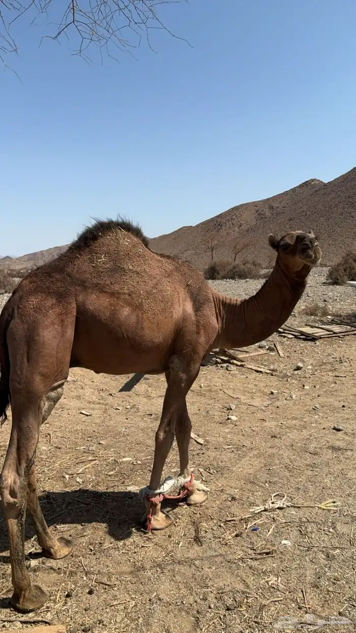 قعود شيخخخ 0