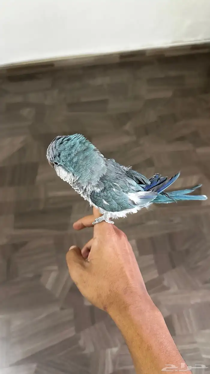 كويكرز 1
