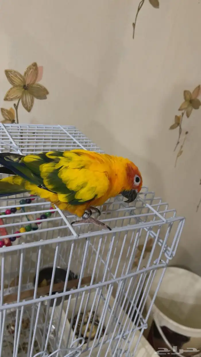 صن كنيور اليف هدد 3