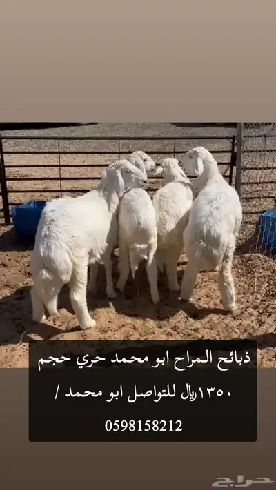ذبائح نعيم وحريات ونجدي جميع الاحجام موقعنا الدمام index